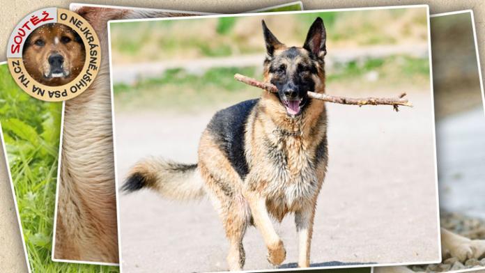FOTOGALERIE: 10 nejkrásnějších ovčáků a honáků naší soutěže. Jde o 100 000 Kč!