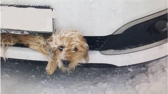 Auto srazilo psa, zaklínil se do nárazníku! Řidič si ničeho nevšiml