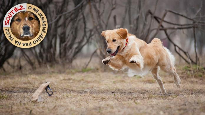 PSÍ SPECIÁL: Veterinář prozradil, proč je lepší si pořídit pejska s průkazem původu