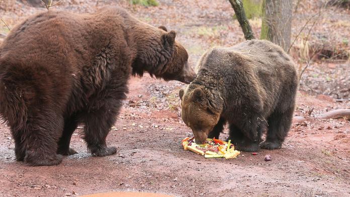 Smutná zpráva, chomutovský zoopark se rozloučil s medvědem Nerem