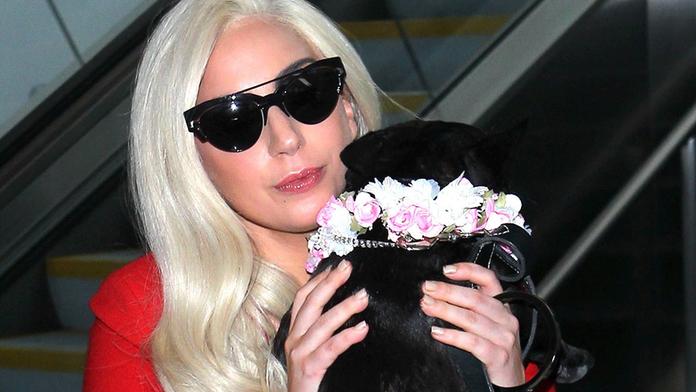 Střelec a únosce psů Lady Gaga byl odsouzen na 21 let. Mladík vinu nepopřel