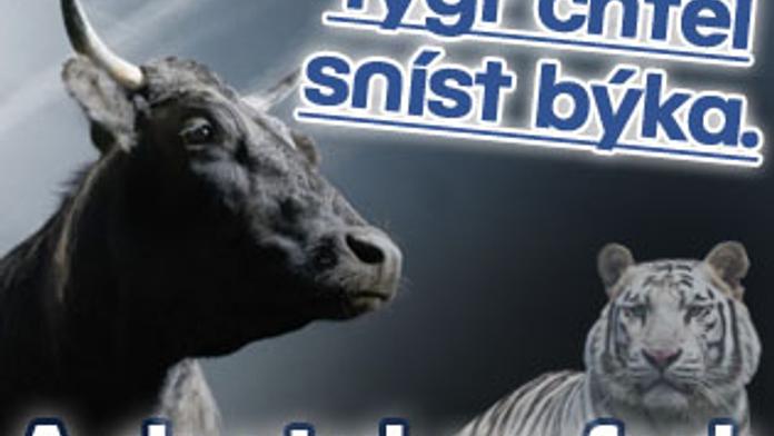 Tygr chtěl sníst býka. A dostal na frak