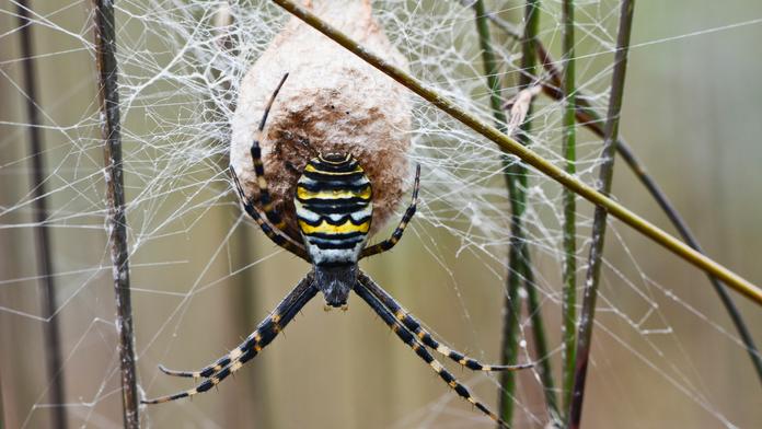 Jak z filmu Arachnofobie! Obří jedovatí pavouci zaplavili americká města