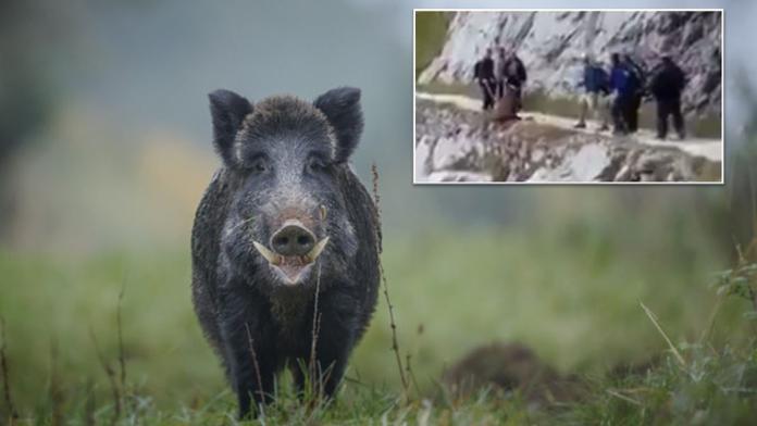 Otřesné VIDEO: Turisté shodili ze skály zraněného divočáka