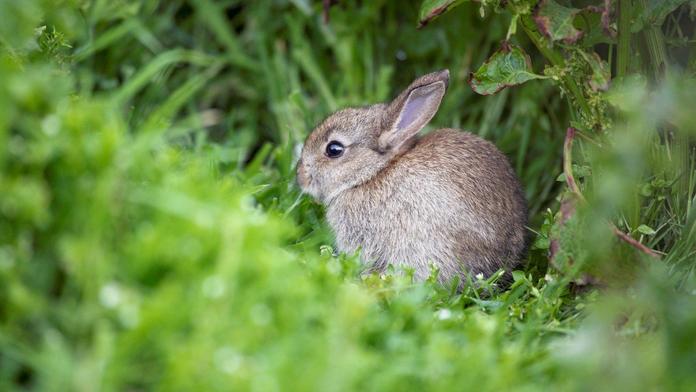 Opuštěná mláďata zvířat: Nesahat, nebo zemřou, varuje expert