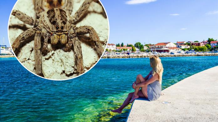 Nic pro arachnofobiky! V Chorvatsku vyfotili obří pavouky. FOTO
