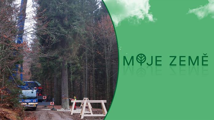 Vánoce ve Vídni budou mít český nádech, ozdobí je šumavský strom