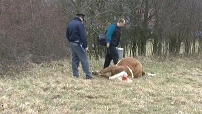 Střelec skolil krávy přímo na pastvě