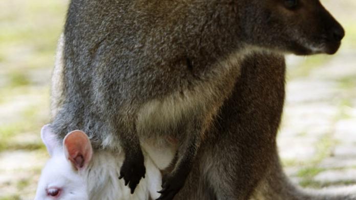 RARITA: V německé zoo se narodil bílý klokan