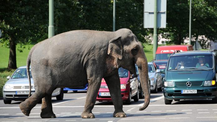 Slonice utekla z cirkusu do ulic hlavního města. Chytili ji pár metrů od dálnice
