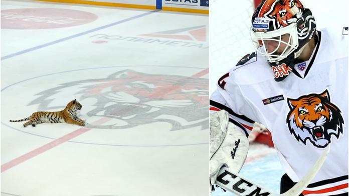 Úlet? Na ledě KHL místo hokejistů tygři. I to je klub, kde hrají Češi!