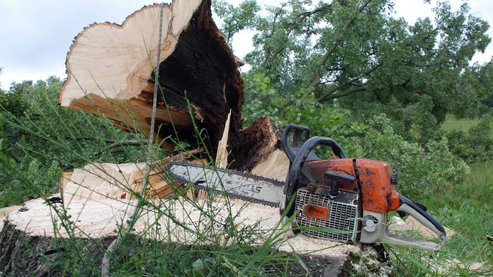 NEŠTĚSTÍ: Syn viděl umírat otce, kterého zabil podříznutý strom