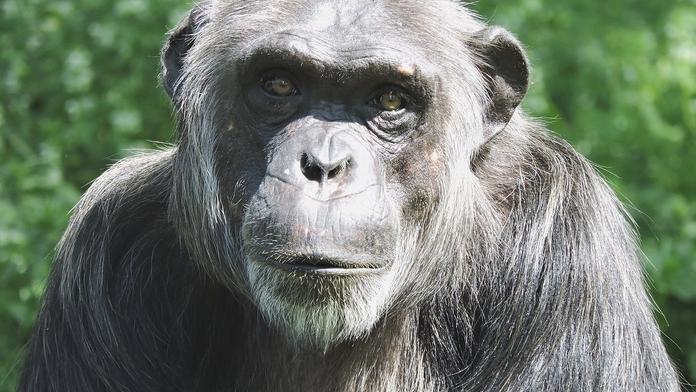 V plzeňské zoo zemřel vůdce šimpanzí tlupy Bask, měl slabé srdce
