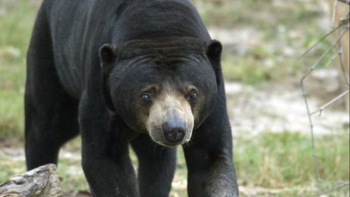 Skandál v čínské zoo: Místo medvěda měla vystavovat člověka v kostýmu