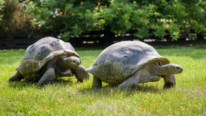 Velké želvy z pražské zoo si vyrazily na procházku! FOTO