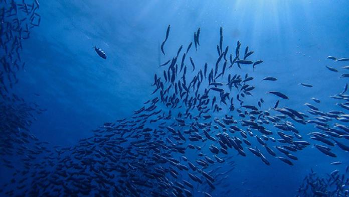 Nedostatek omega 3 se odrazí na psychice i fyzičce