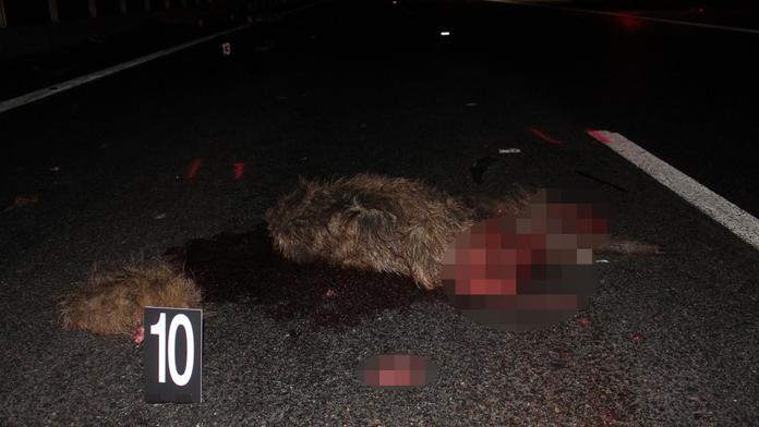 Řidič srazil na nové dálnici bachyni i se selaty. U silnice totiž chybí plot