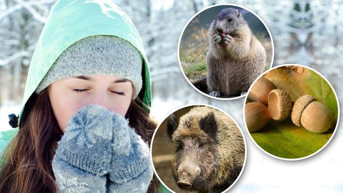 Jaká bude letos zima? Zástupci zvířecí říše i příroda mají jasno