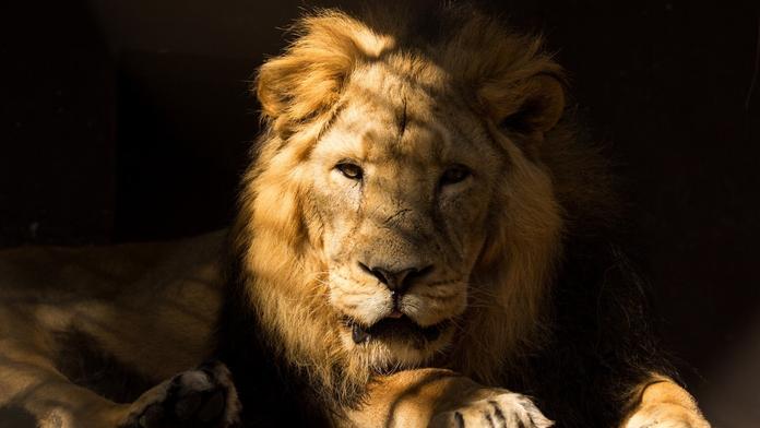 Zoo Ostrava "přichází" o kočkovité šelmy. Po dvou rysech utratila i lva