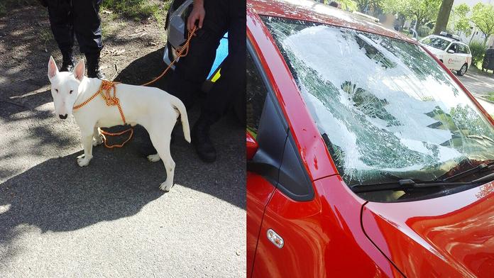 Pes vyskočil z 2. patra, dopadl přímo na auto! Zničil sklo, jemu nic není
