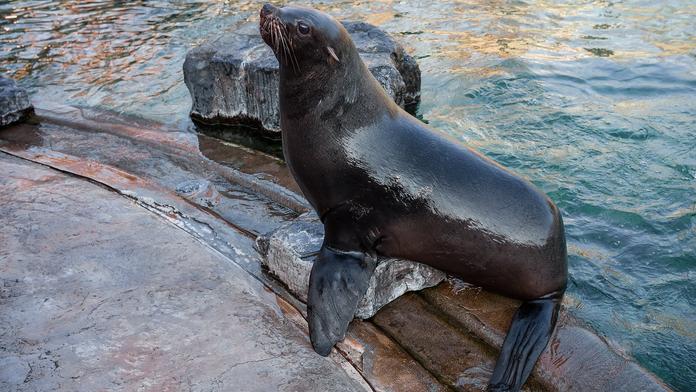 Smutek v pražské zoo. Zemřela slavná lachtaní samice Bára