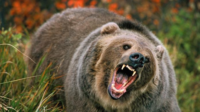 Děsivé svědectví: Lovec zázrakem přežil útoky zuřivého grizzlyho!