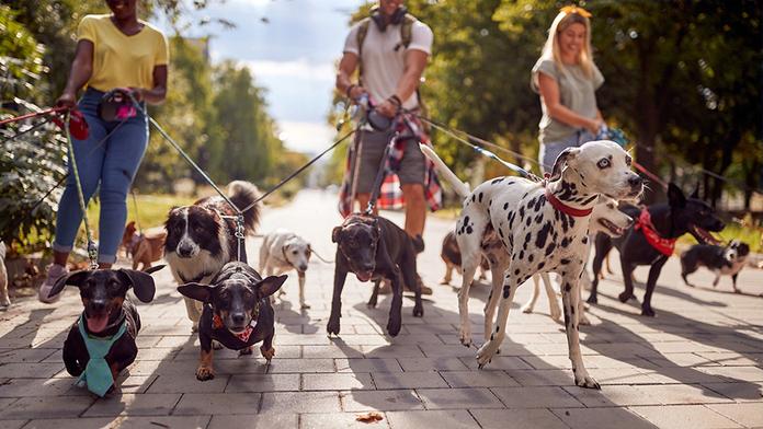 Veterinář prozradil, kterých pět psích plemen by si nikdy nekoupil. A řekl i proč