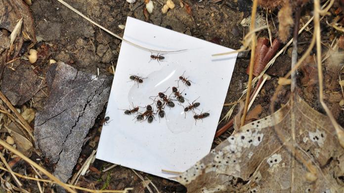 V Somálsku se šíří nová droga. Lidé tam vaří mravence, kteří žijí i v Česku
