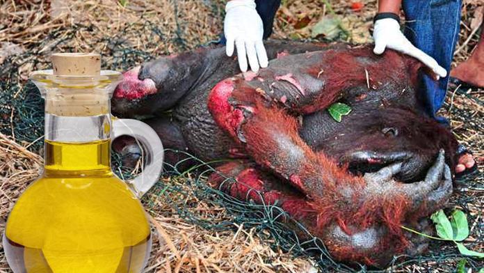 Používáte palmový olej? Zabíjíte zvířata, varují ochránci