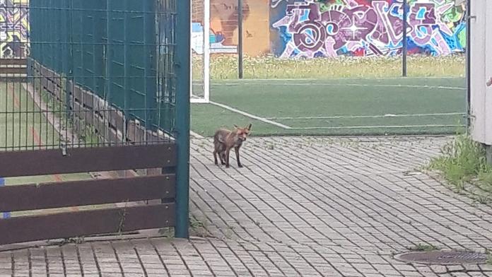 Lišky se snaží chovat jako psi. Narazíte na ně i v centru velkých měst
