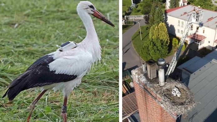 Lidé volali po záchraně umírajícího čápěte. Je to příroda, řekli záchranáři