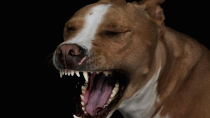 Rodiče usnuli u televize. Holčičku zatím roztrhal vzteklý pitbull