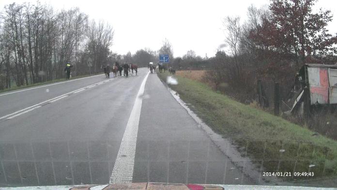 Stádo koní zastavilo dopravu na frekventované silnici! Jejich odchyt byl složitý!