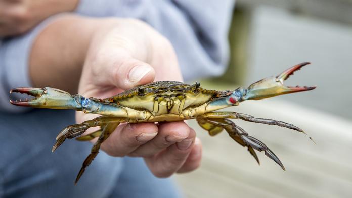 Modrý krab