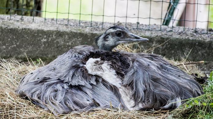 Kuriozita v ostravské zoo: Na třiceti vejcích sedí sameček!