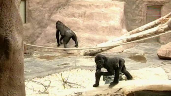 Pražská zoo se chystá na porod další gorily