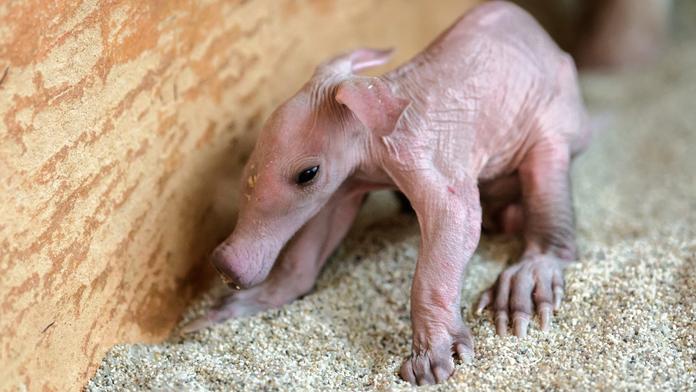 Roztomilý přírůstek: V pražské zoo se narodilo mládě hrabáče! FOTO