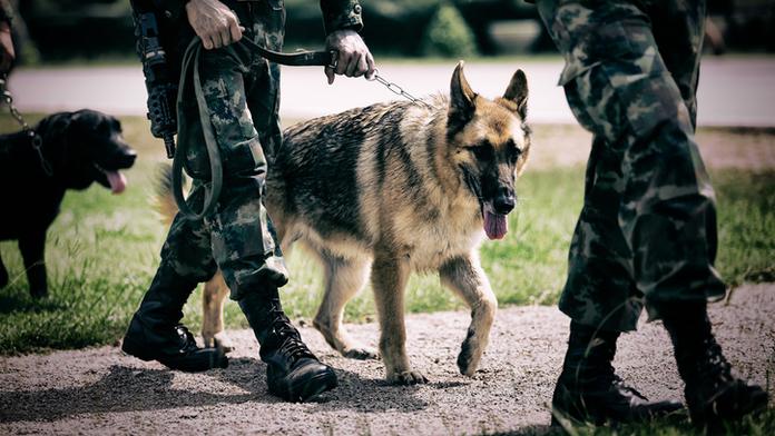 Psí hrdinové hledají domov! Armáda je nabízí za pár stovek