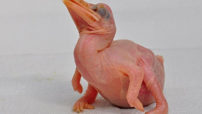 Ve zlínské zoo odchovali vzácného dvojzoborožce! Úspěch je světový