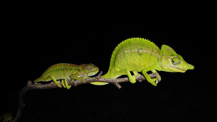 Vzácný chameleon žije! Odborníci objevili ztracené zvíře po 100 letech