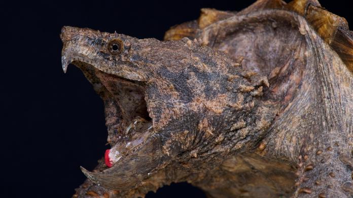 Dělníci v kanále našli nebezpečnou americkou želvu. Může člověku ukousnout prsty