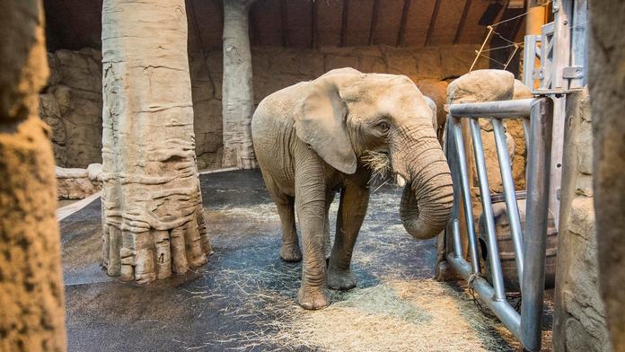 Radostná zpráva ze zlínské zoo. Slonice Kali porodila zdravé mládě!