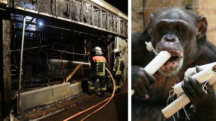 V německé zoo vyhořel pavilon opic. Téměř všechna zvířata uhynula