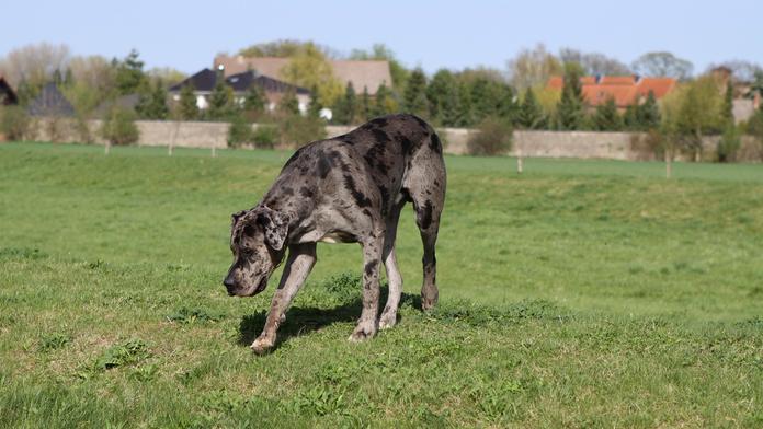 Doga Pes