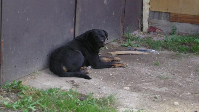 Čtyři agresivní rotvajleři terorizují místní. Strach o malé děti