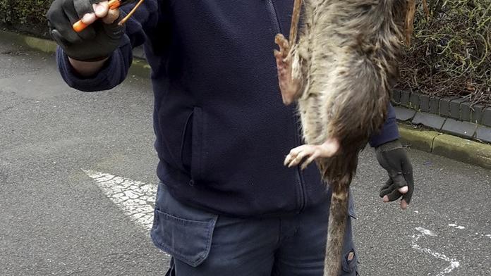 U dětského hřiště našli muži obří krysu! Vážila prý přes 10 kilo