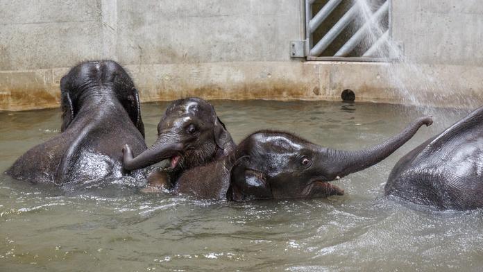 Slůňata v pražské zoo rostou jako z vody, starší už má kly! FOTO