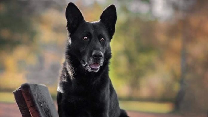 Dojemné shledání. Senior děkoval za záchranu, u pole ho našel policejní pes