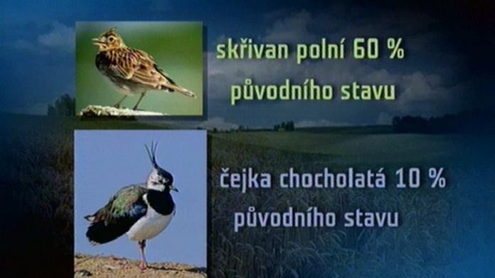 V Česku prý ubývají polní ptáci, může za to technika a hnojiva
