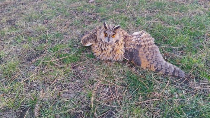 Hasič vzal zraněného výra ze silnice a odjel, tím příběh záchrany neskončil